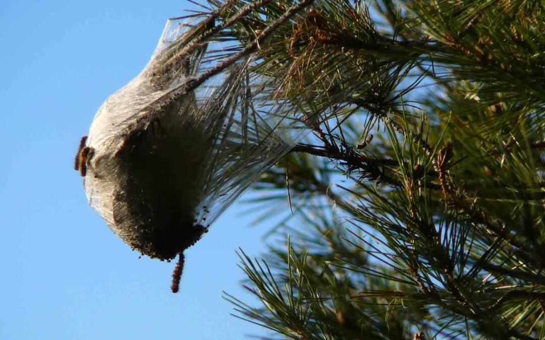 lutte contre les chenilles processionnaires ont construit un nid dans un pin cap hygiène