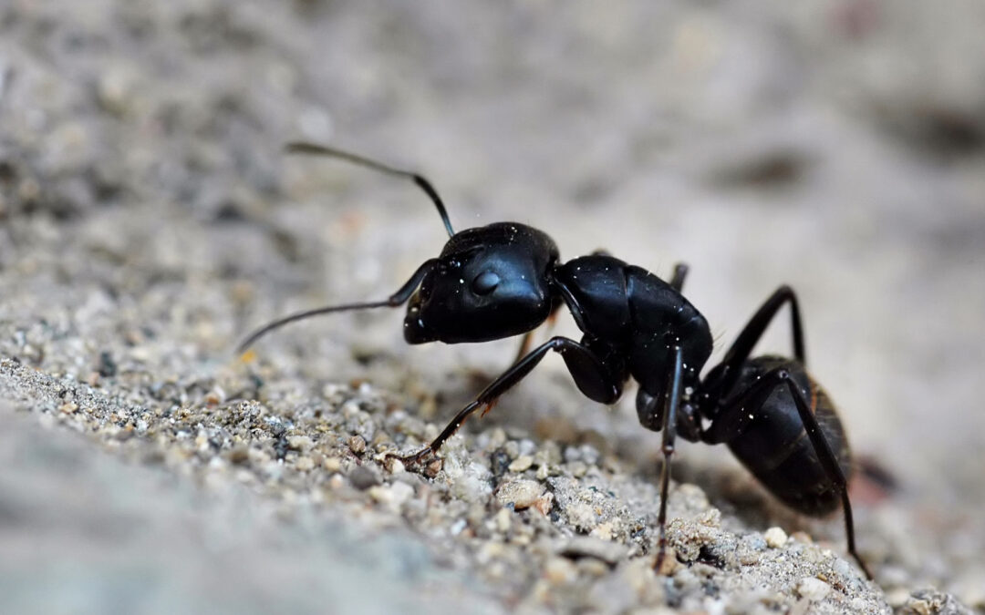 lutte contre les fourmis Cap Hygiène