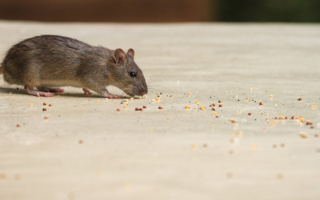 lutte contre les souris Cap Hygiène