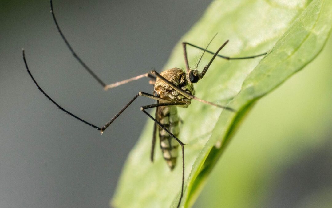 lutte contre les moustiques qui reviennent en été Cap Hygiène