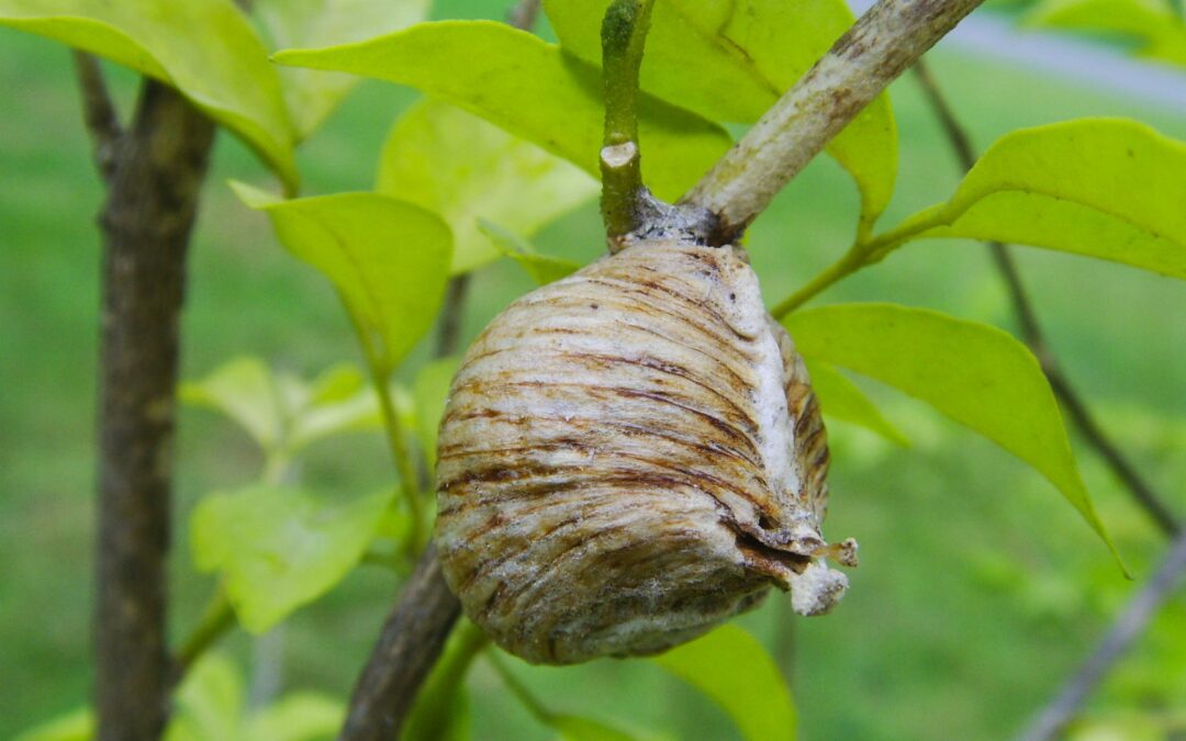 lutte contre nid de guêpes et frelons dans un arbre Cap Hygiène