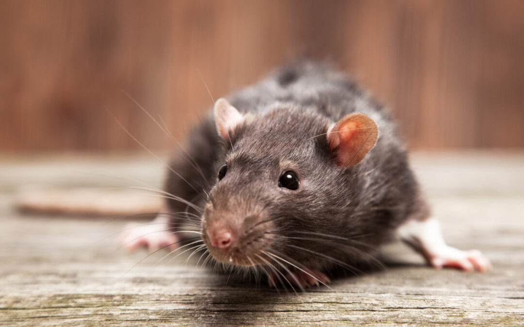 lutte contre les rats Cap Hygiène